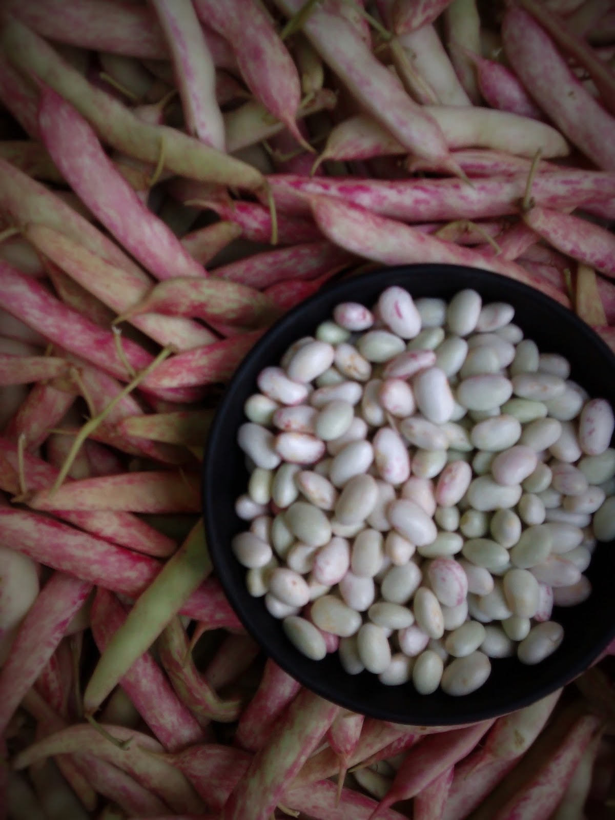 Three Plaid Farmers Shell Beans, a New Three Plaid Staple