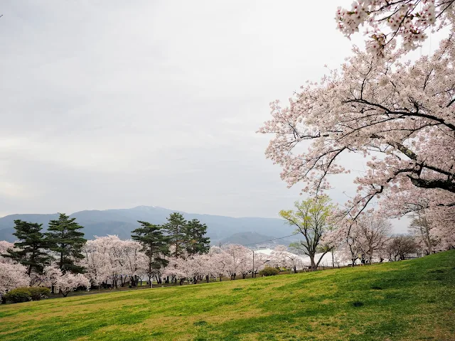 松本　城山公園　桜