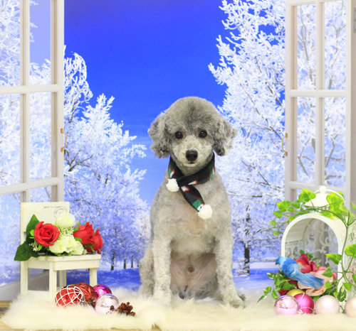 ドッグサロンブランカ横浜本牧通り沿のブログ 横浜市中区トリミングサロン トイプードルシルバーの男の子のラムクリップ