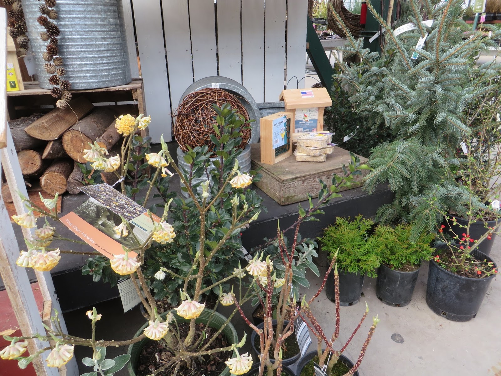 Nursery Visit Sky Nursery Seattle