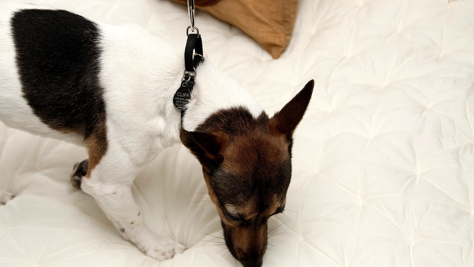 Bed Bug Sniffing Dog Dog Choices