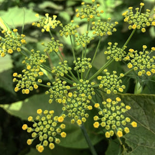 Adas manis adalah salah satu tumbuhan rempah yang memiliki manfaat dan khasiat untuk keseh Manfaat Adas Manis Bagi Kesehatan, Ini Khasiat Obatnya ! 