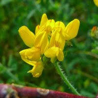 Cluster of small yellow flowers.