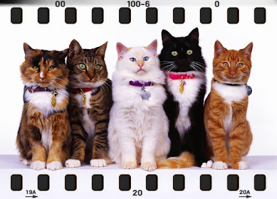 A Look At Cat Breeds