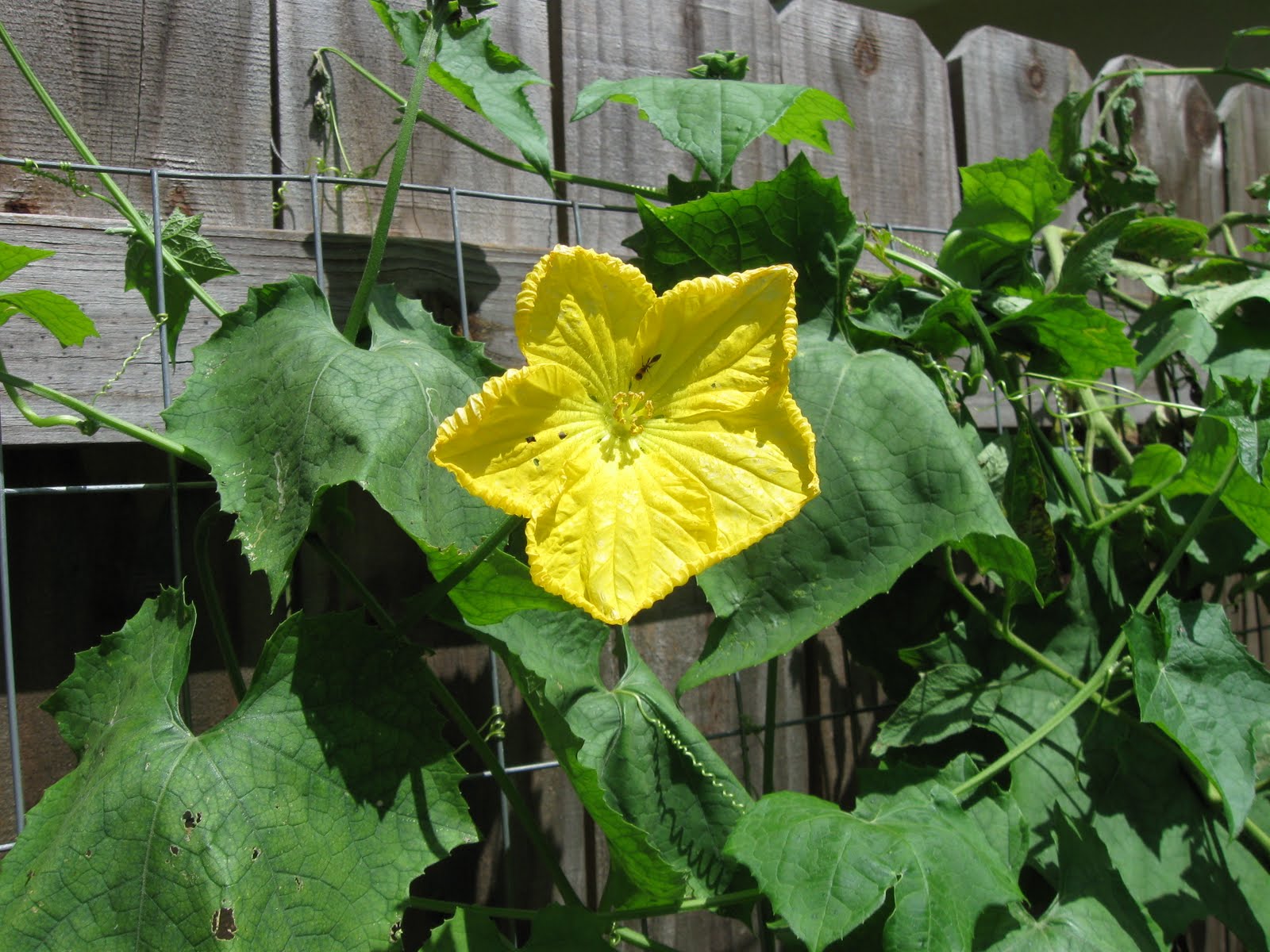 Growing Food in Florida Grow luffa in your home garden