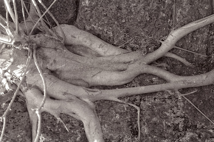 Goa, Chapora, racines dans les pierres, © L. Gigout, 1990