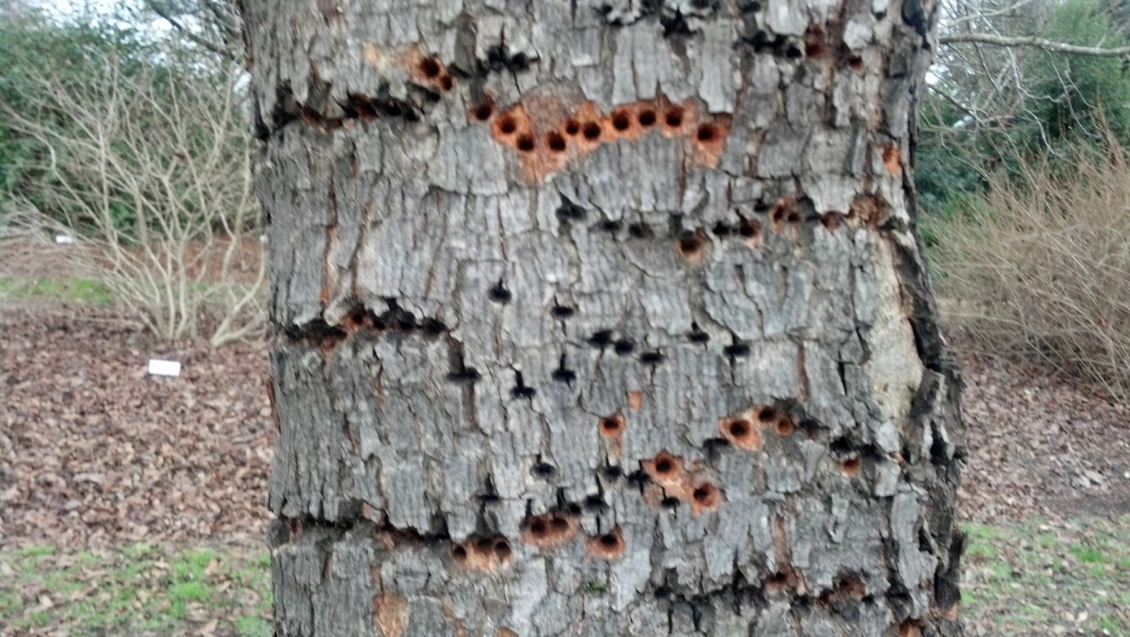 to the Pitt County Arboretum WOODPECKER DAMAGE
