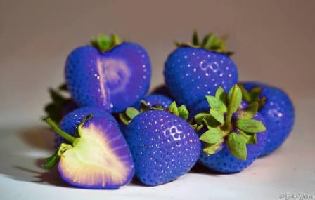 strawberry berwarna ungu purple wonder