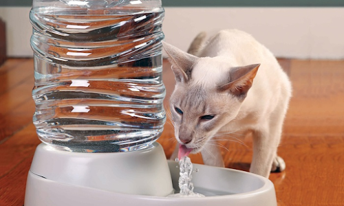 6 Things You Need to Do For Your Cat Want to Drink 6 Things You Need to Do For Your Cat Want to Drink