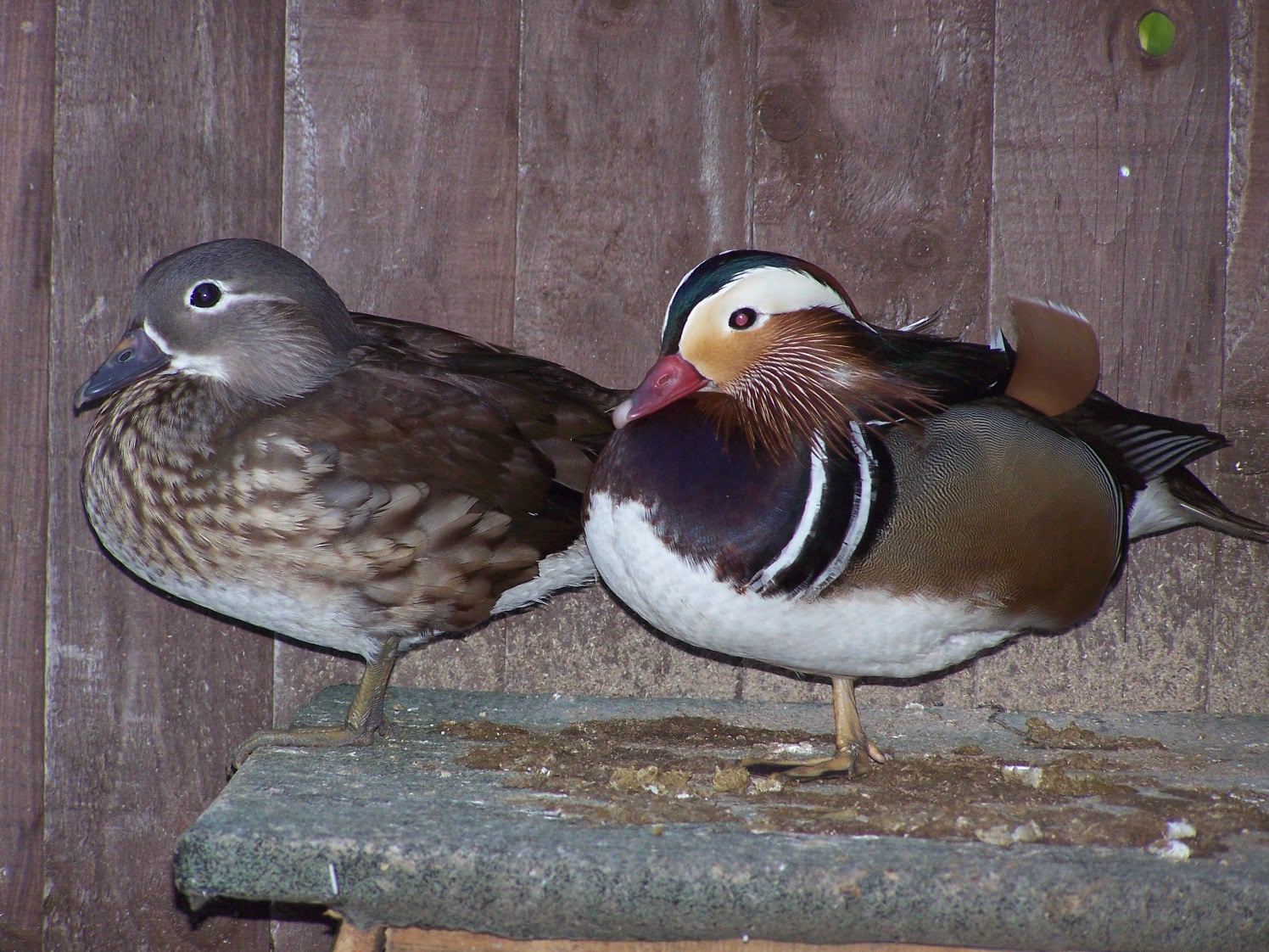 diary-of-a-poultry-breeder-we-have-activity-in-incubator-3-call-duck