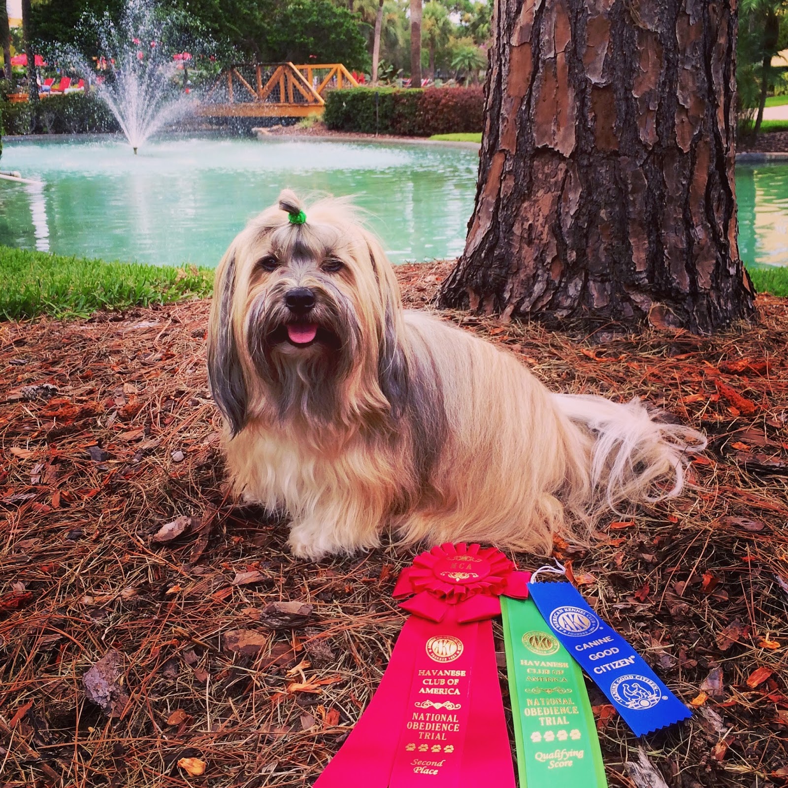 To Dog With Love Havanese Fun at Fido's Freebie Friday