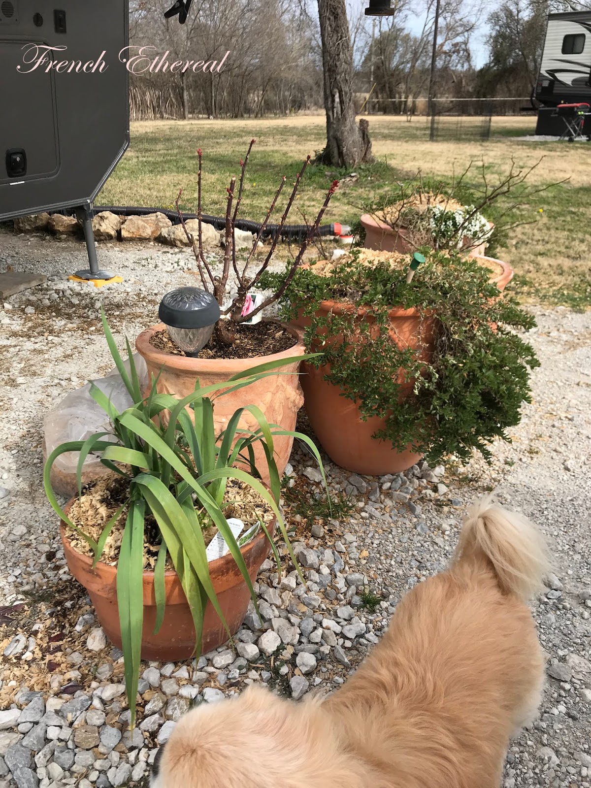 Dwarf English Boxwood Hedge Around Front Porch Along Front Walk