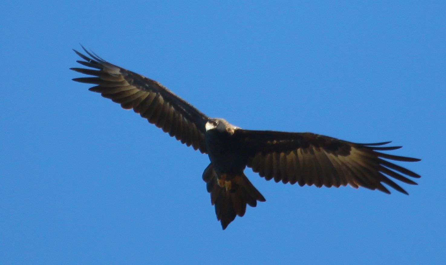Richard Waring's Birds of Australia: Wedge-tailed Eagles in flight