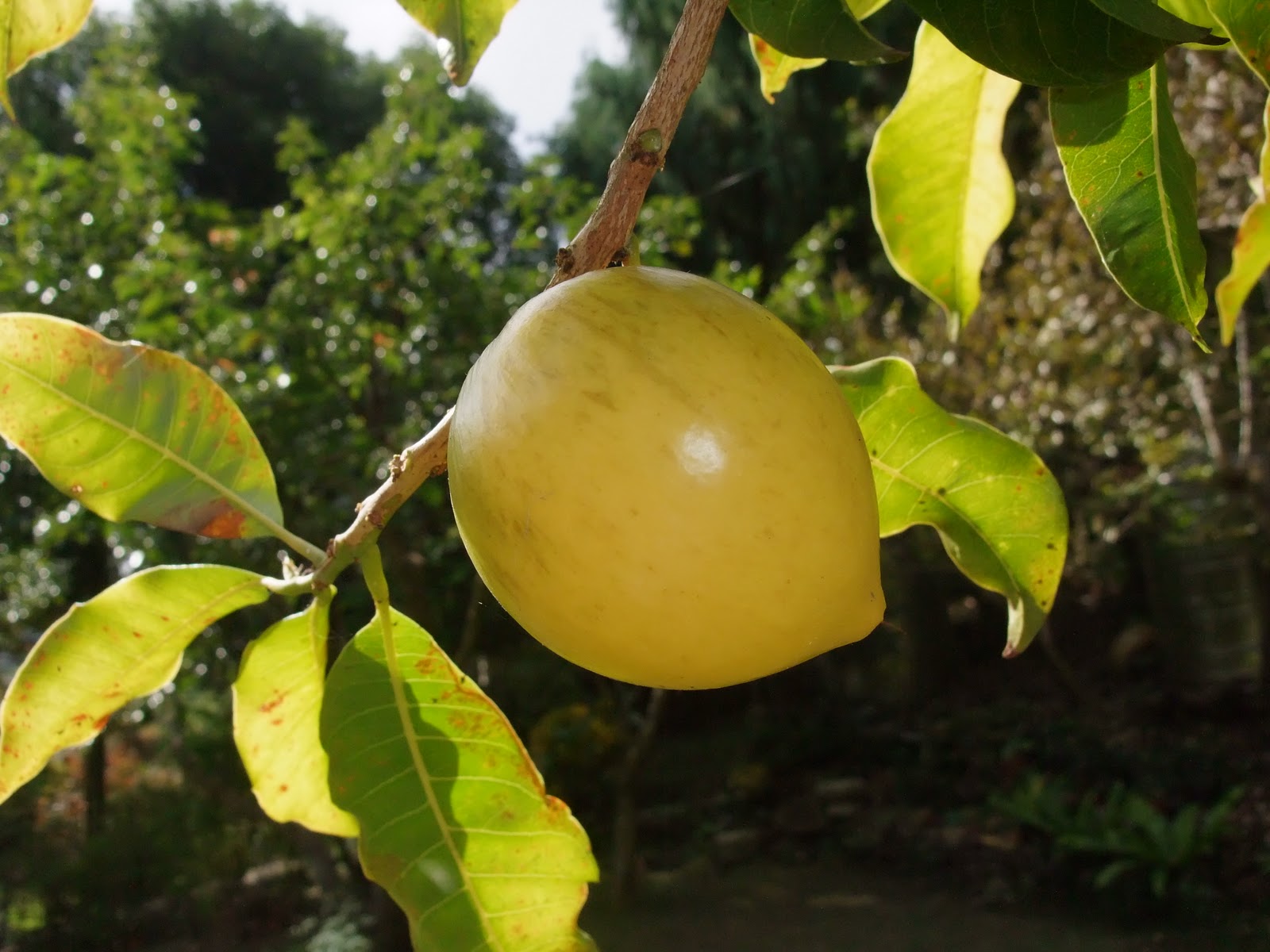 Abiu Fruit 黄金果 (1kg) – Fresh Collective