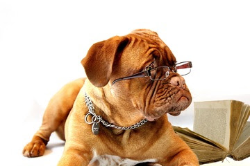 alt="perro estudiando"