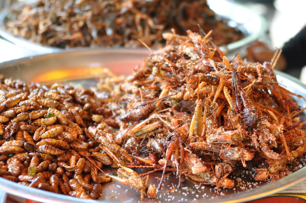 Insetti da Mangiare: La lista degli insetti commestibili