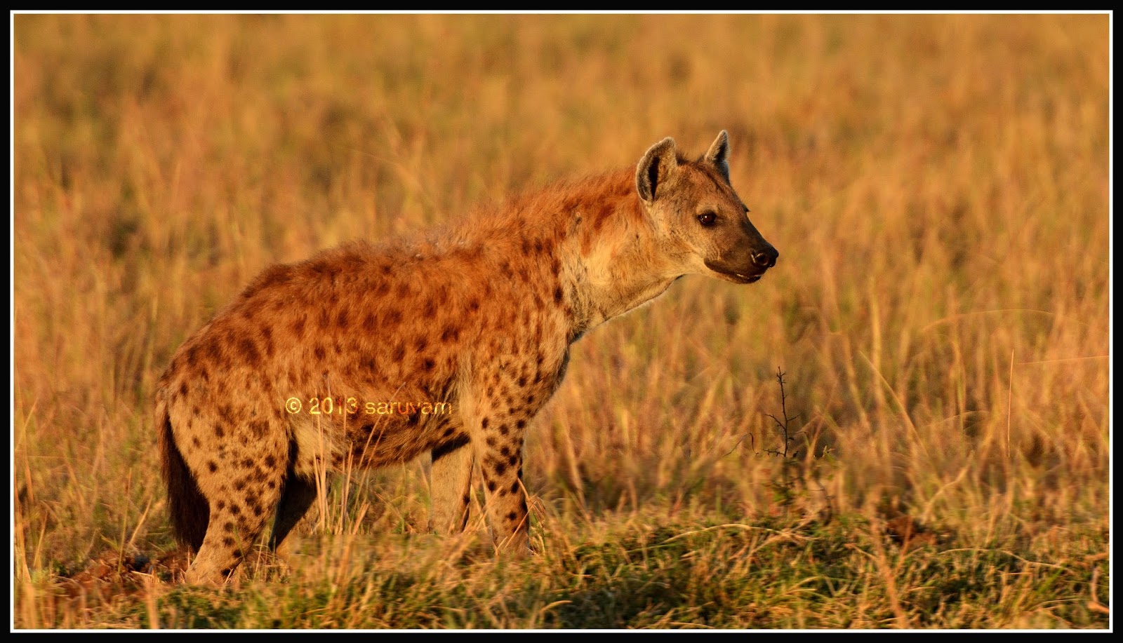 Let's go for a vacation - Saru and Vamsee's Travels: Masai Mara 2