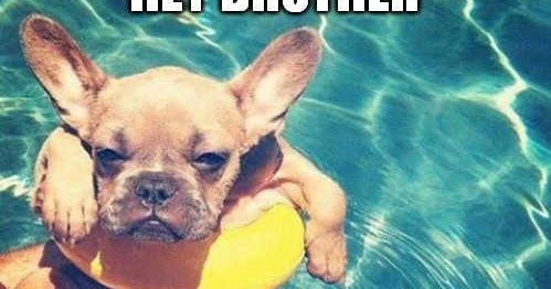 funny happy birthday dog meme hey awesome friends are you looking
