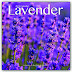 Bewertung anzeigen Lavender - Lavendel 2018: Original Avonside-Kalender [Mehrsprachig] [Kalender] (Wall-Kalender) Hörbücher