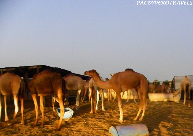 Mercado de camellos en Doha