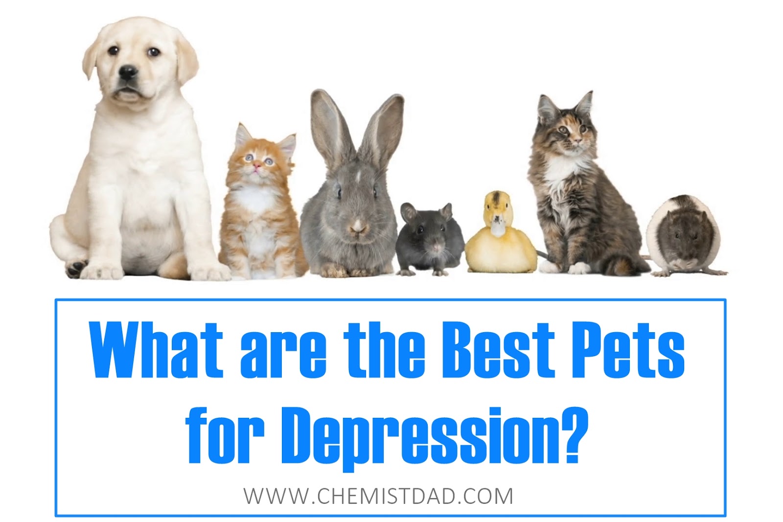 What are the Best Pets for Depression?