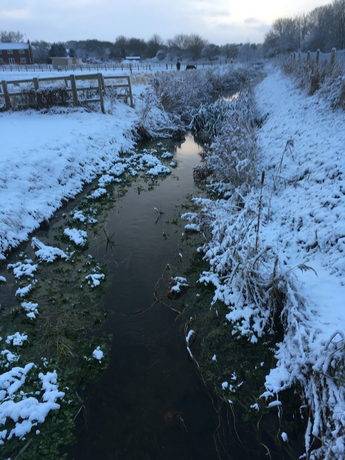 Hornsea Wildlife and Walks Snow? Here in Costa Del Hornsea?