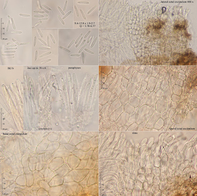 Diplonaevia mollisioides