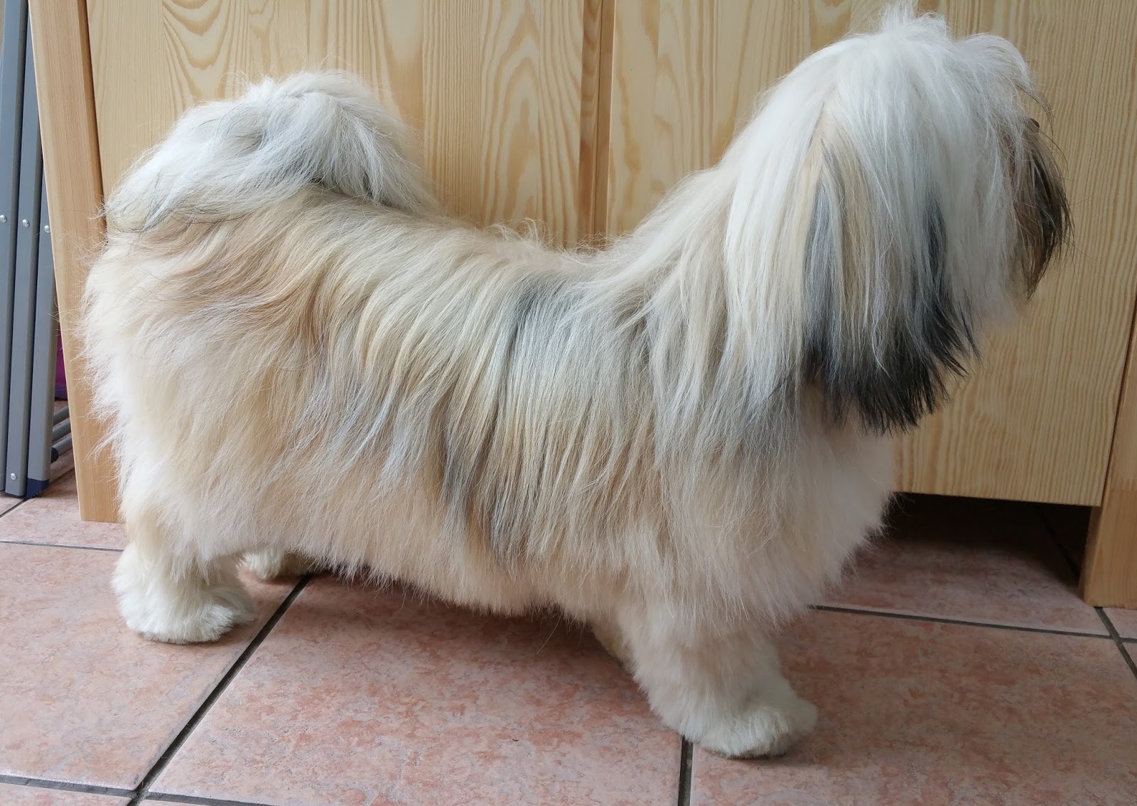 Grooming a Lhasa Apso Paws across Britain