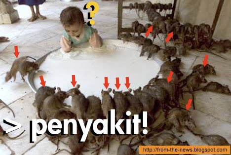 Bahaya Penyakit Kencing Tikus ~ ANAK-KALIMANTAN