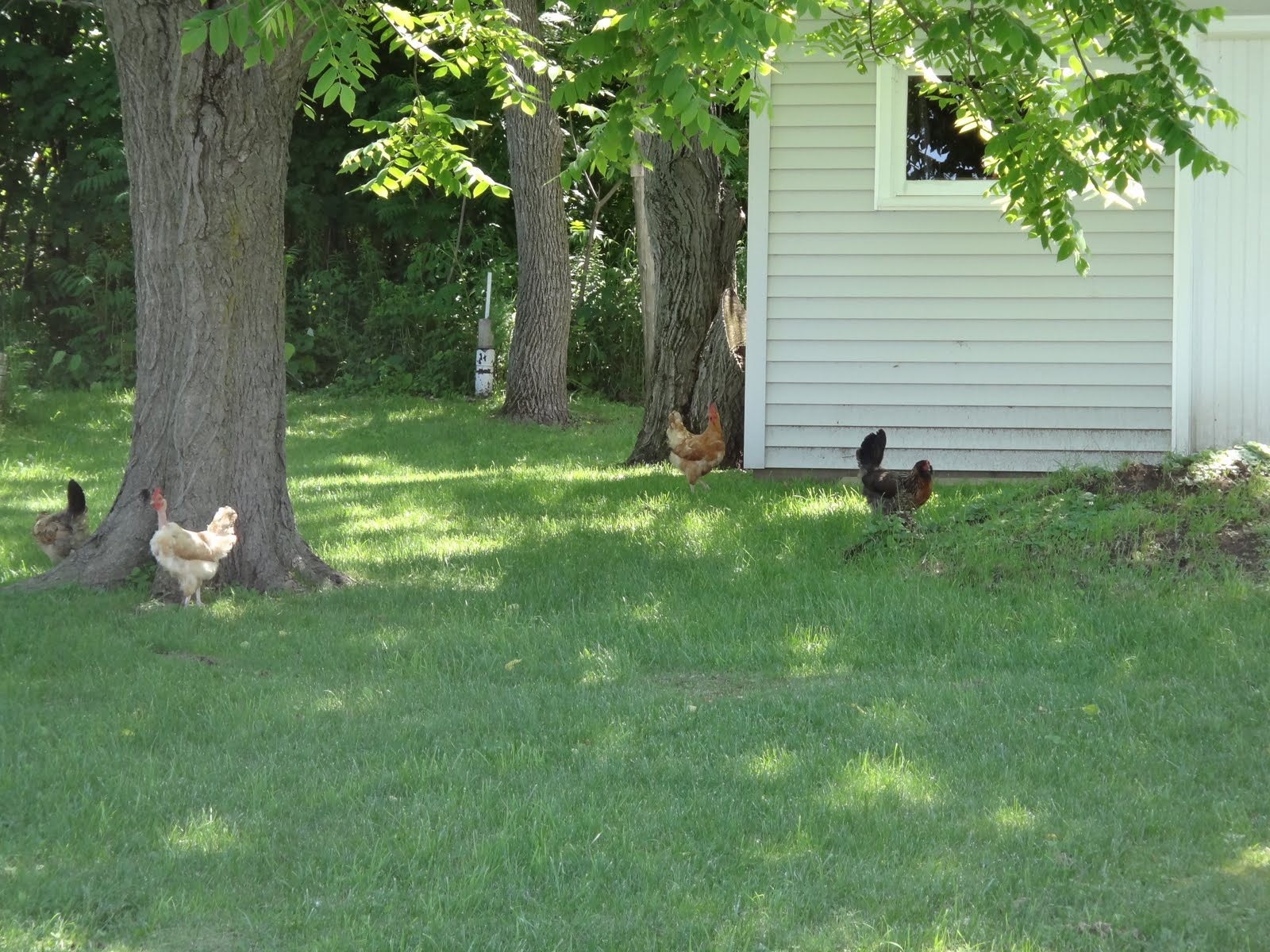 Boucher Family Farm Scene in (VT) Free Range Chickens