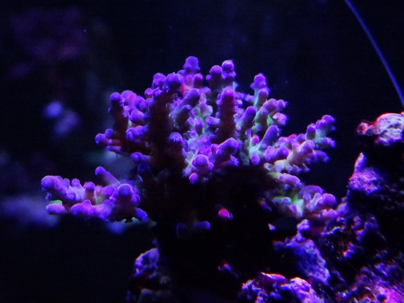 Acropora%2B4-17-14.JPG