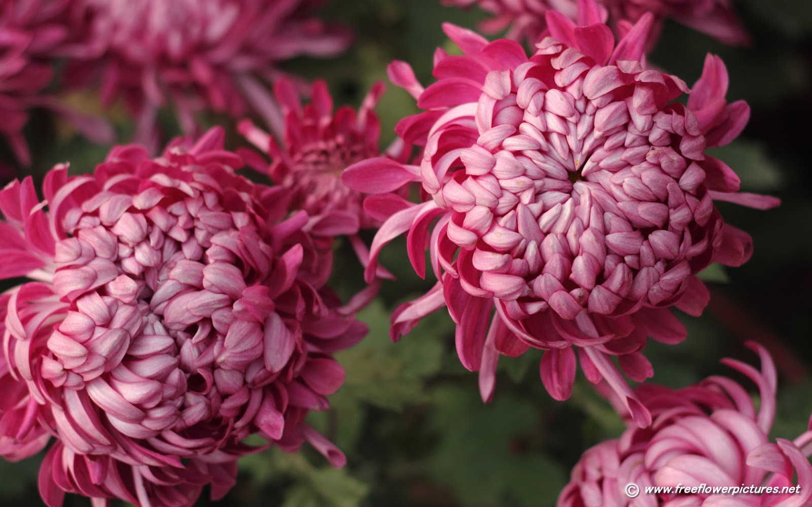 Chrysanthemum گل داؤدی