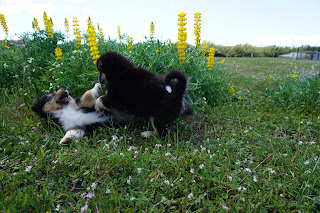 Australian Shepherd puppies