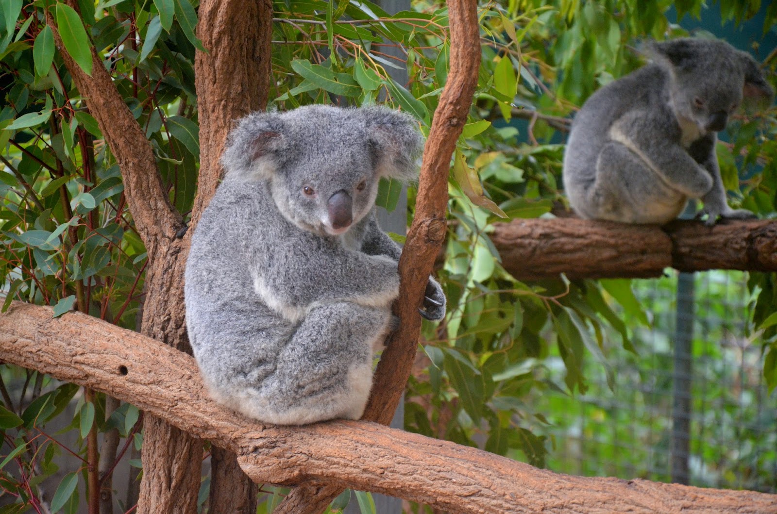 The Kate Coast Cuddling Koalas in Australia