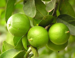 Dhelta Jual Bibit Buah: MACAM MACAM JENIS JERUK