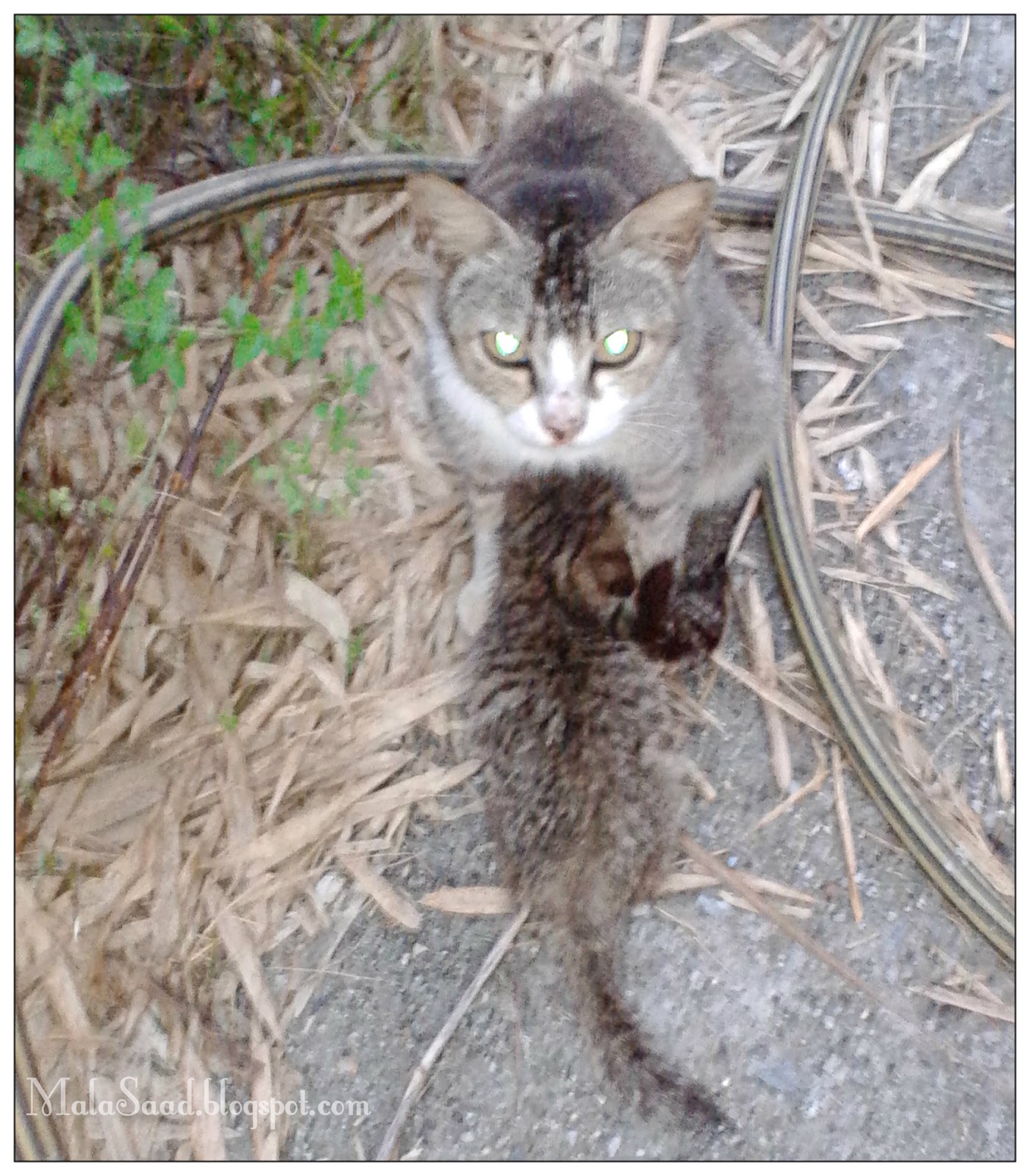 My Green Eye S Galak Kucing Doa Dan Penyembuhan Yang Berjaya
