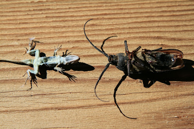 Sceloporus occidentalis - Western Fence Lizard and Ergates spiculatus – Ponderous Borer Beetle 