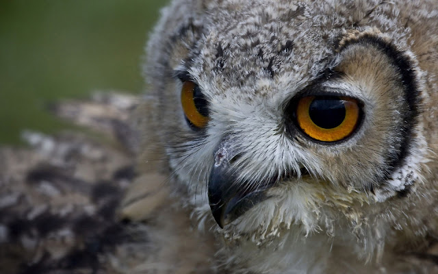 Close up photo of a owl wallpaper