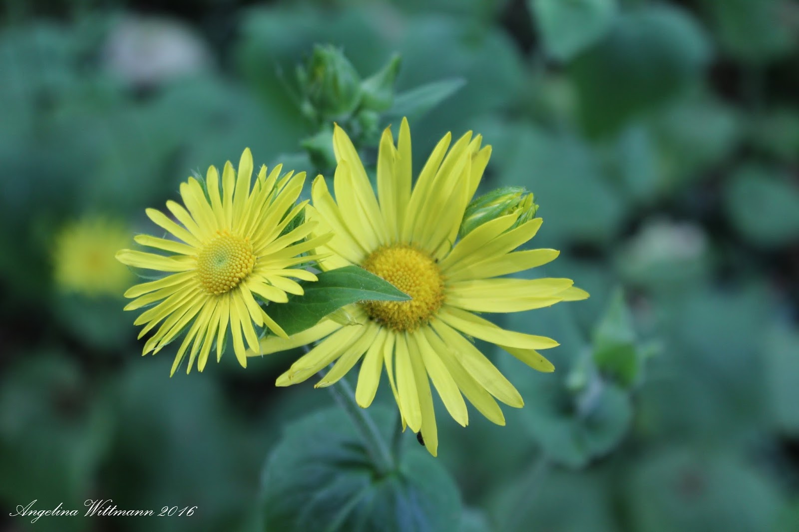 Angelina Wittmann Arte Cultura Historia E Antropologia Ultimo