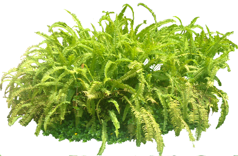 Tropical Plant Pictures September 2009