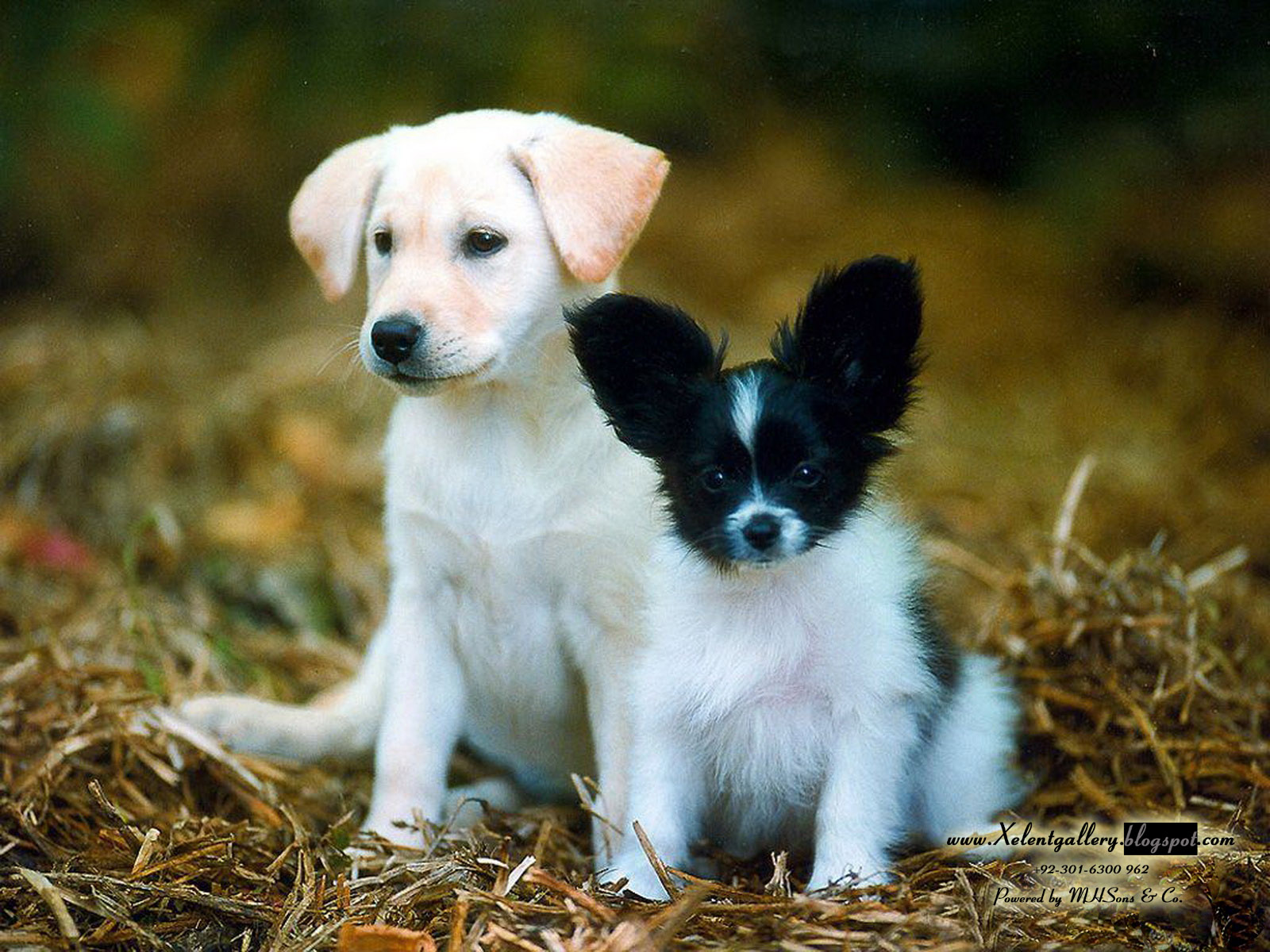 Exelent Galleries: Download HD Cute Dog Wallpaper Pack (1600x1200)