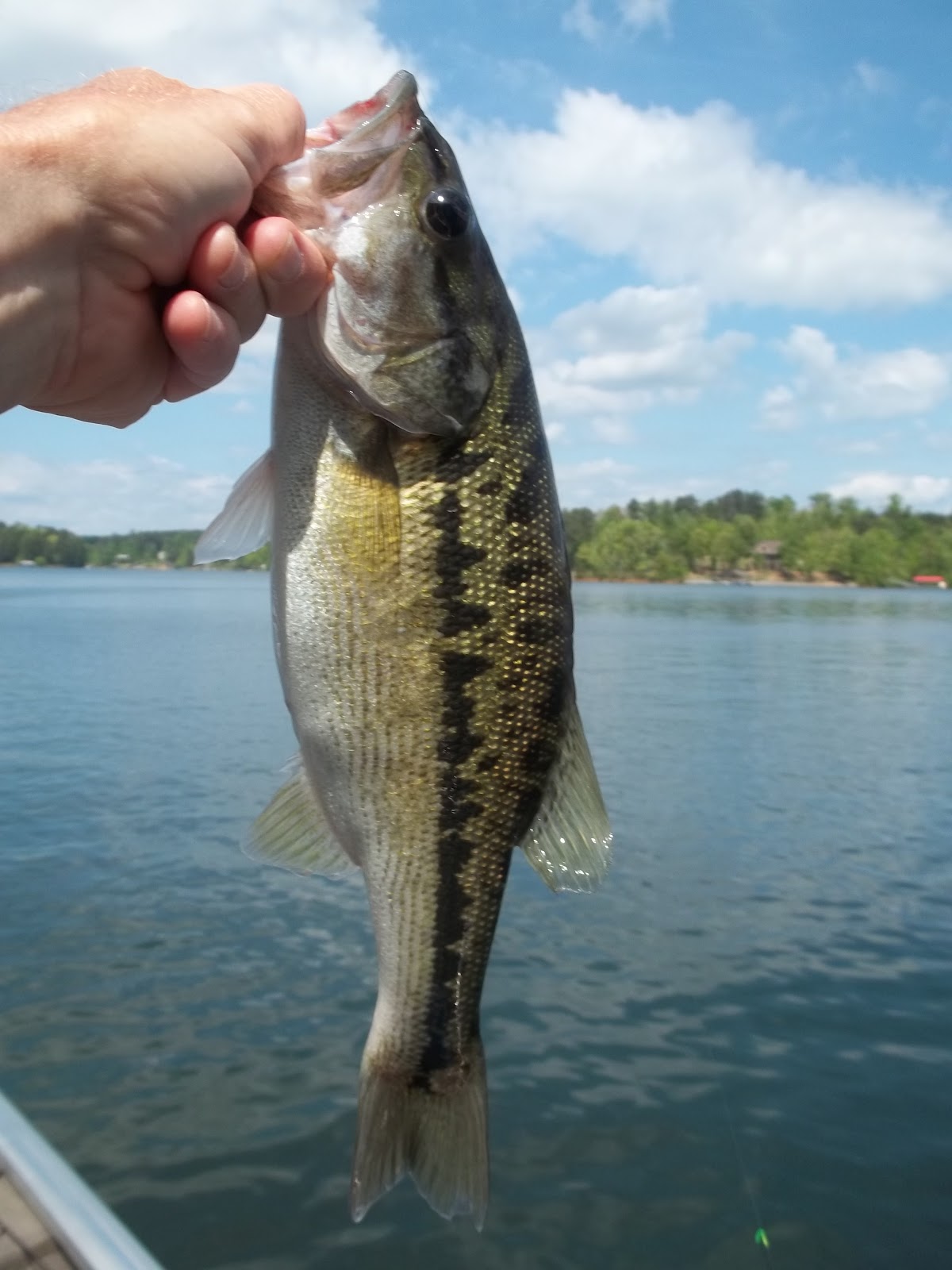 Fishing Through Life The Upside Down Bream Killer & Little Fatty