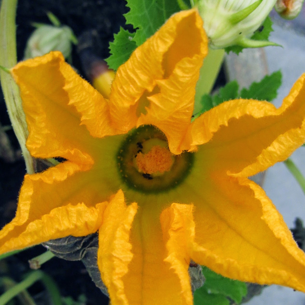 yellow zucchini flower