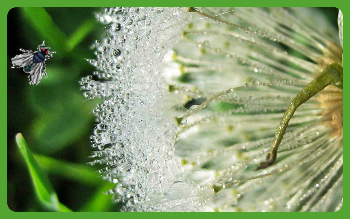 Blumensprache Lowenzahn