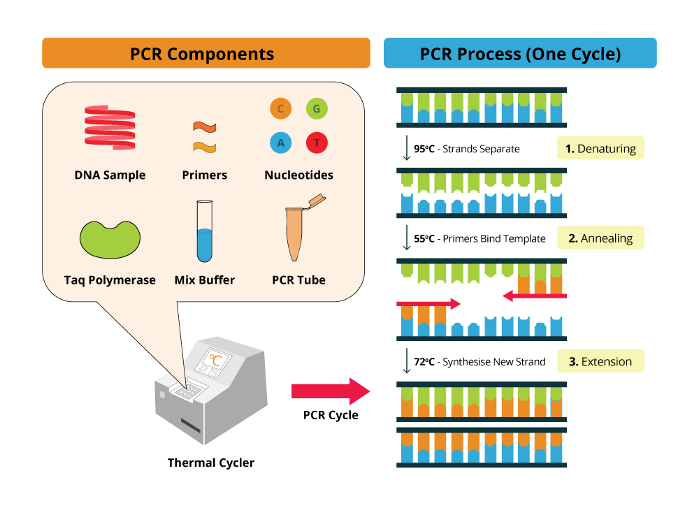 Biología Molecular Amplificación por PCR del gen trifosfato isomerasa