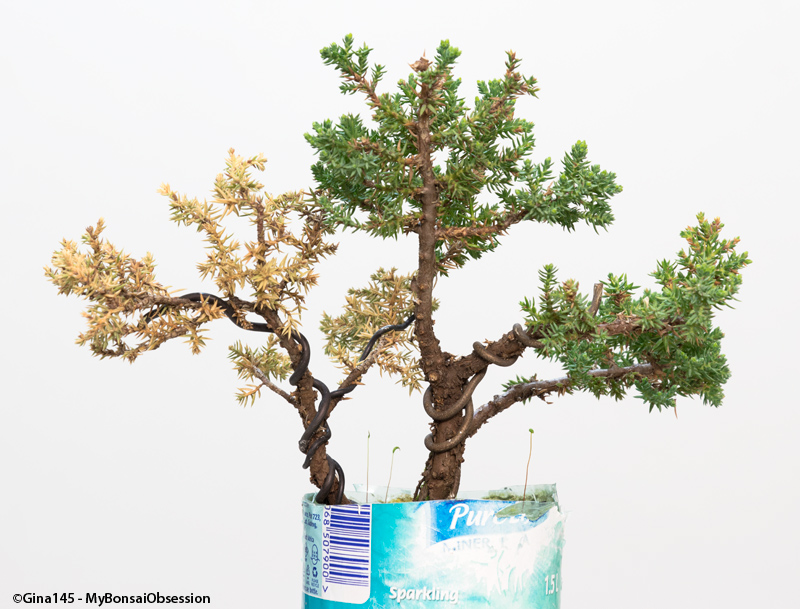Juniper Bonsai Tree Dying