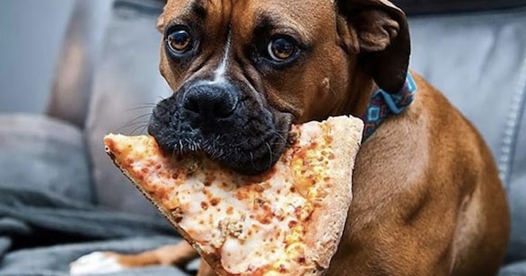 can puppies eat pizza
