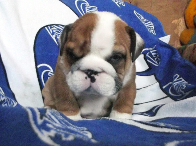 Английский бульдог, щенок