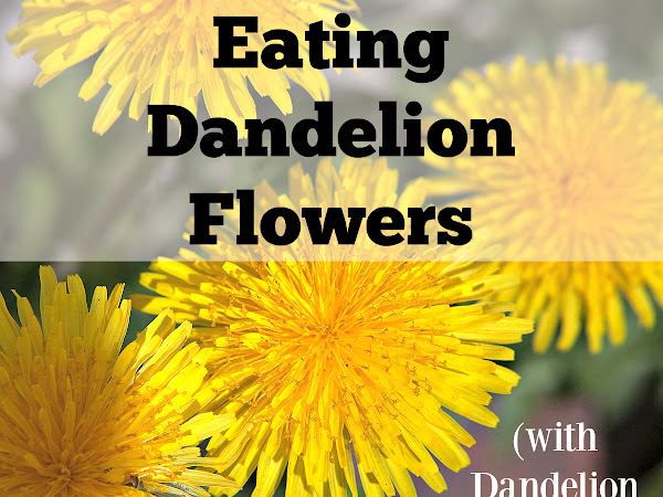 Eating Dandelion Flowers (Dandelion Flower Tea Recipe)