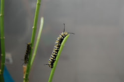 Monarch Waystation